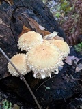 Pholiota squarrosa image
