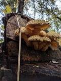 Pholiota squarrosa image