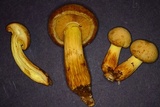 Gymnopilus luteus image
