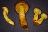 Gymnopilus luteus image