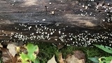 Helicogloea compressa image