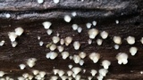 Helicogloea compressa image