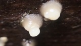 Helicogloea compressa image