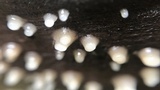 Helicogloea compressa image