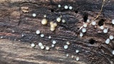 Helicogloea compressa image