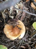 Tricholoma aurantium image