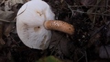 Tricholoma aurantium image