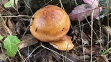 Tricholoma aurantium image