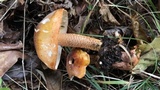Tricholoma aurantium image