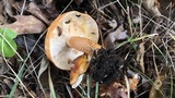 Tricholoma aurantium image