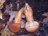Gymnopilus ventricosus image