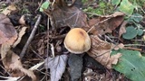 Cortinarius distans image