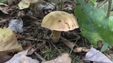 Cortinarius distans image