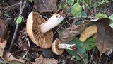 Cortinarius distans image