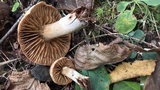 Cortinarius distans image