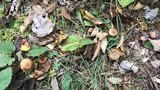 Cortinarius distans image
