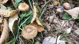 Cortinarius distans image