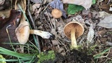 Cortinarius distans image
