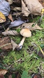 Cortinarius distans image