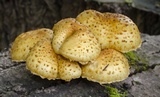 Pholiota limonella image
