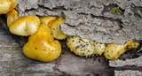 Pholiota limonella image