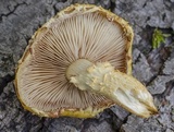 Pholiota limonella image