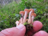Armillaria solidipes image