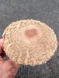 Chlorophyllum olivieri image