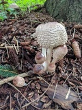 Chlorophyllum olivieri image