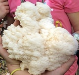 Hericium americanum image