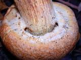 Gymnopilus ventricosus image