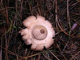 Geastrum elegans image