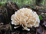 Sparassis spathulata image