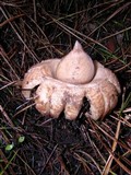 Geastrum elegans image
