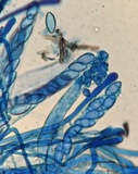 Helvella macropus image