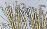Helvella macropus image