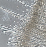 Helvella macropus image
