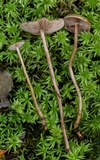 Phaeonematoloma myosotis image
