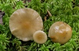 Phaeonematoloma myosotis image