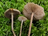Phaeonematoloma myosotis image