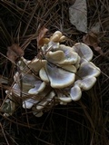 Meripilus sumstinei image
