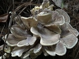 Meripilus sumstinei image