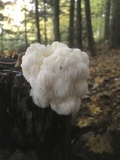 Hericium americanum image