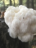 Hericium americanum image