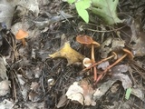 Phaeocollybia christinae image