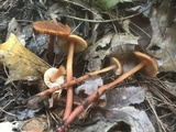 Phaeocollybia christinae image