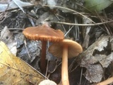 Phaeocollybia christinae image