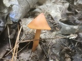 Phaeocollybia christinae image