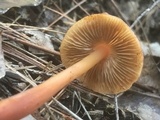 Phaeocollybia christinae image