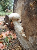 Hemipholiota populnea image